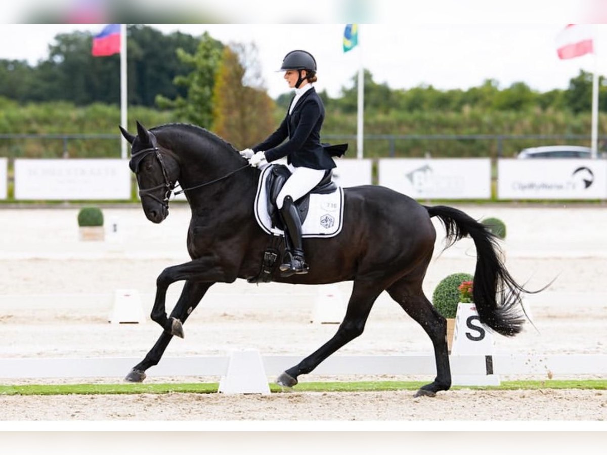 Hanoverian Gelding 10 years 16,3 hh in Boccaleone