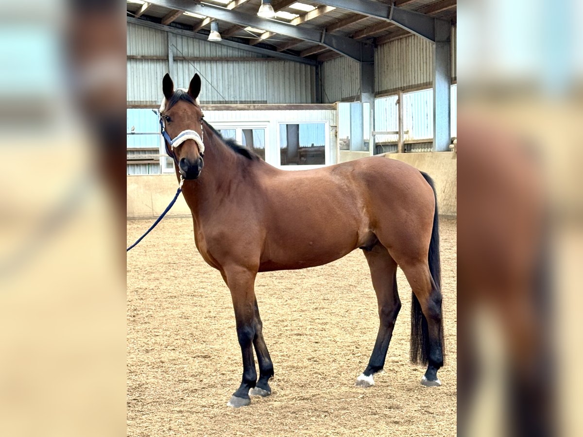 Hanoverian Gelding 10 years 16 hh Brown in Mechtersen Hanoverian Gelding 10 years 16 hh Brown in Mechtersen