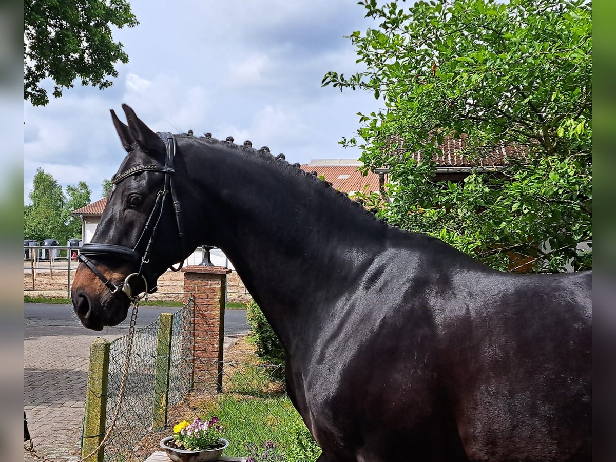Hanoverian Gelding 10 years 16,1 hh Bay-Dark in Loxstedt