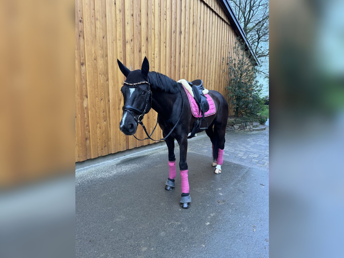 Hanoverian Gelding 10 years 16,1 hh Black in Mainz