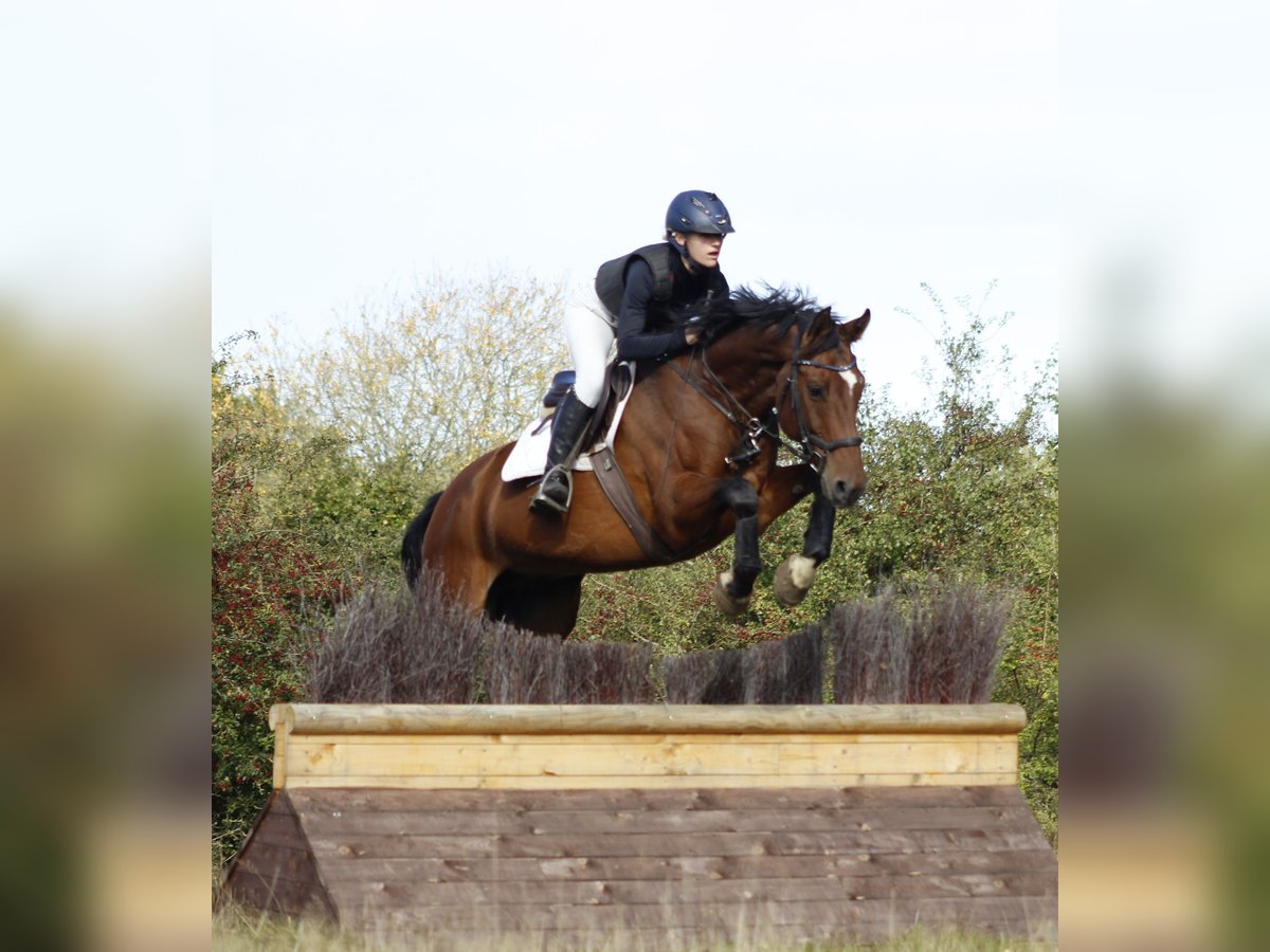 Hanoverian Gelding 10 years 16,1 hh Brown in Krumstedt