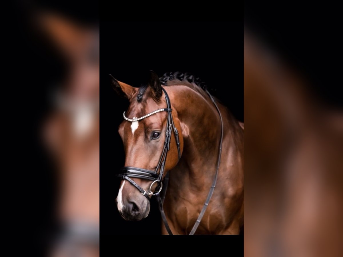 Hanoverian Gelding 10 years 16,2 hh Bay-Dark in Ansbach
