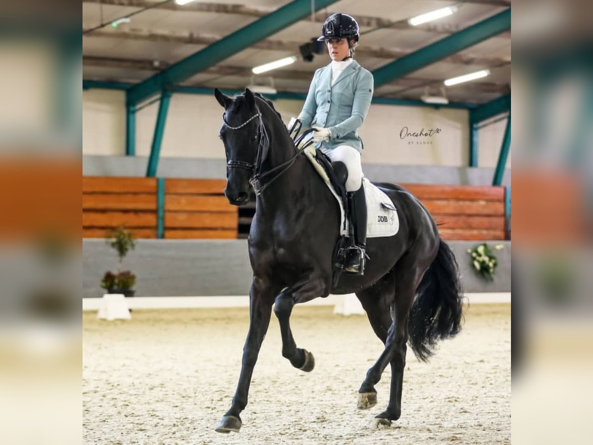 Hanoverian Gelding 10 years 16,2 hh Black in Dortmund