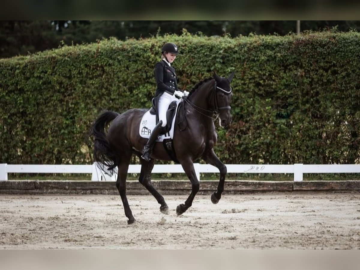 Hanoverian Gelding 10 years 16,2 hh Black in Dresden