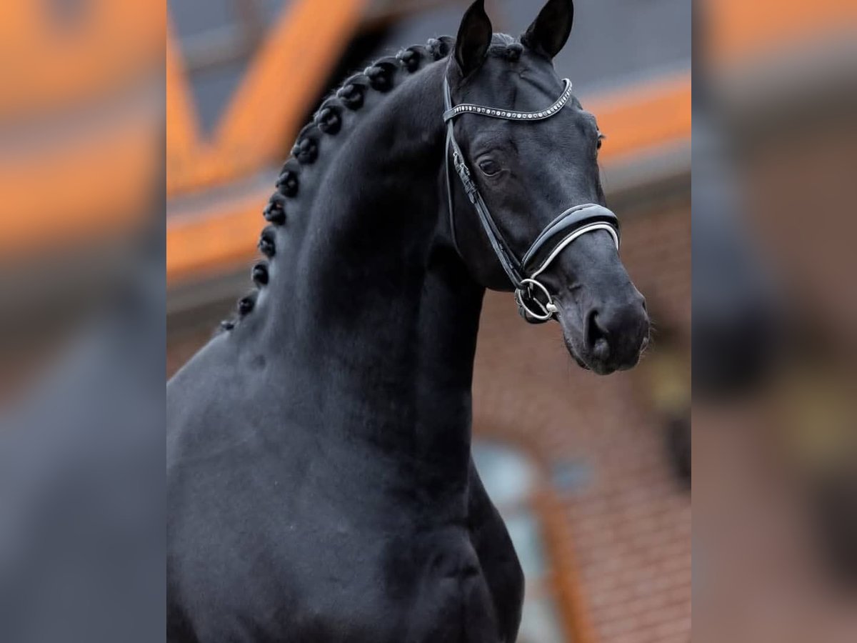 Hanoverian Gelding 10 years 16,2 hh Black in Hamburg Eilbek