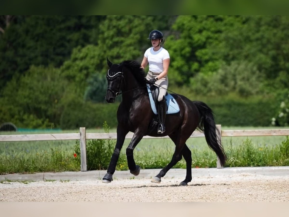 Hanoverian Gelding 10 years 16,2 hh Black in Bern