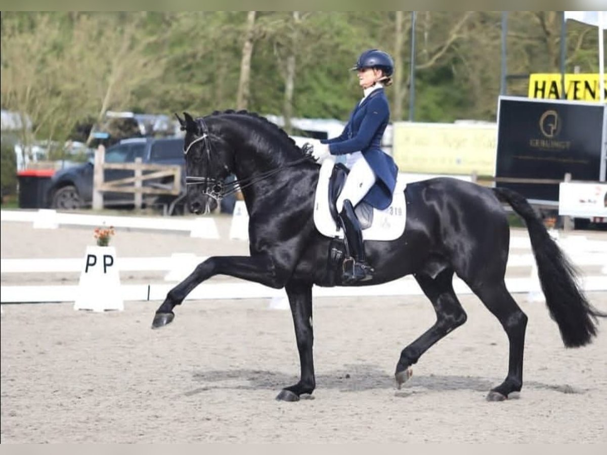 Hanoverian Gelding 10 years 16,2 hh Black in Berlin Kreuzberg