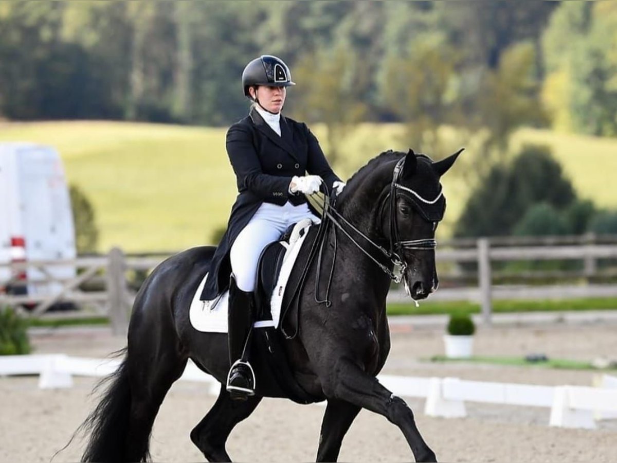 Hanoverian Gelding 10 years 16,2 hh Black in Nürnberg Hanoverian Gelding 10 years 16,2 hh Black in Nürnberg