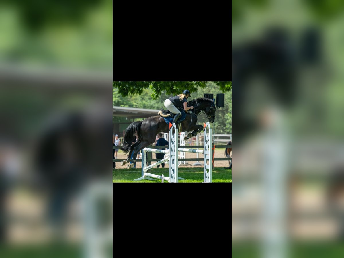 Hanoverian Gelding 10 years 16,2 hh Black in Saterland