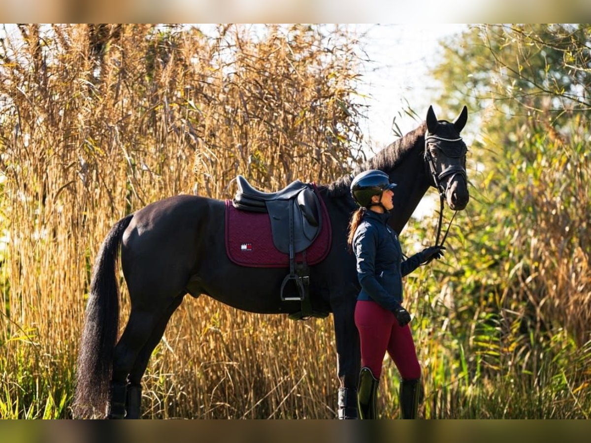 Hanoverian Gelding 10 years 16,2 hh Black in K&#xF6;ln
