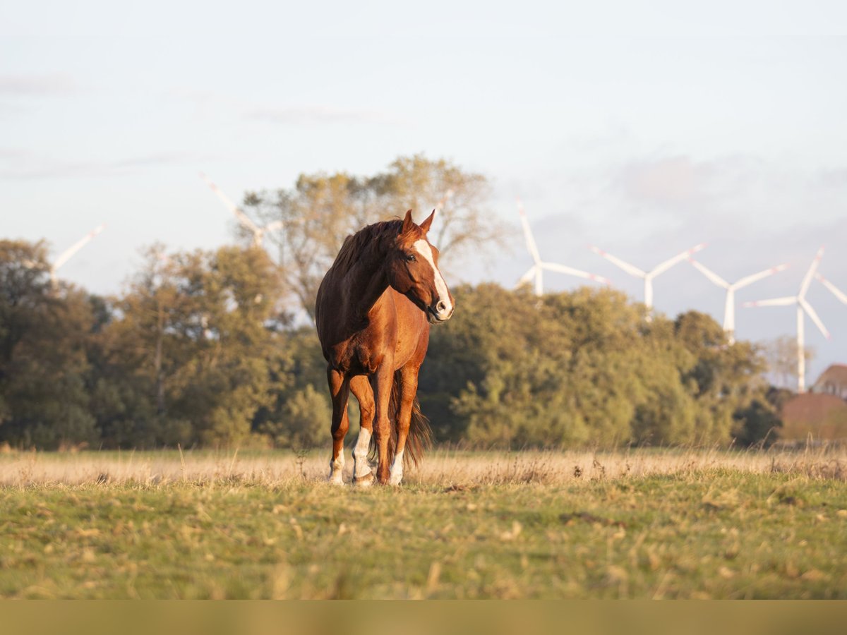 Hanoverian Gelding 10 years 16,2 hh Chestnut-Red in Seeth-Ekholt