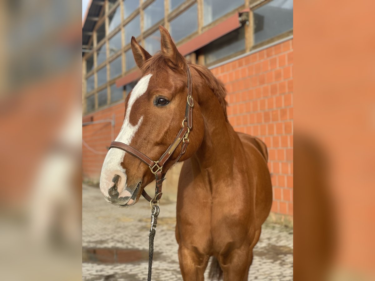 Hanoverian Gelding 10 years 16,2 hh Chestnut-Red in Hemmingen