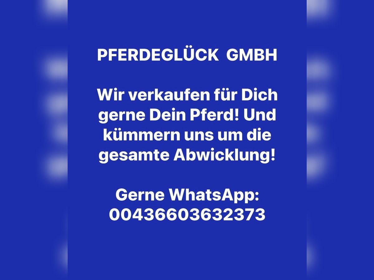 Hanoverian Gelding 10 years 16,2 hh in Pelmberg