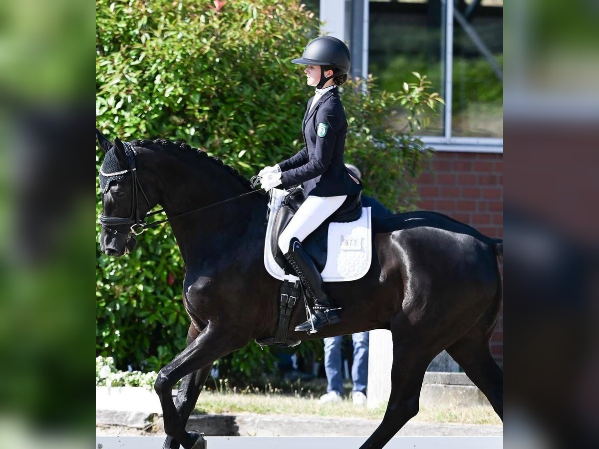 Hanoverian Gelding 10 years 16,3 hh Black in Schlitz