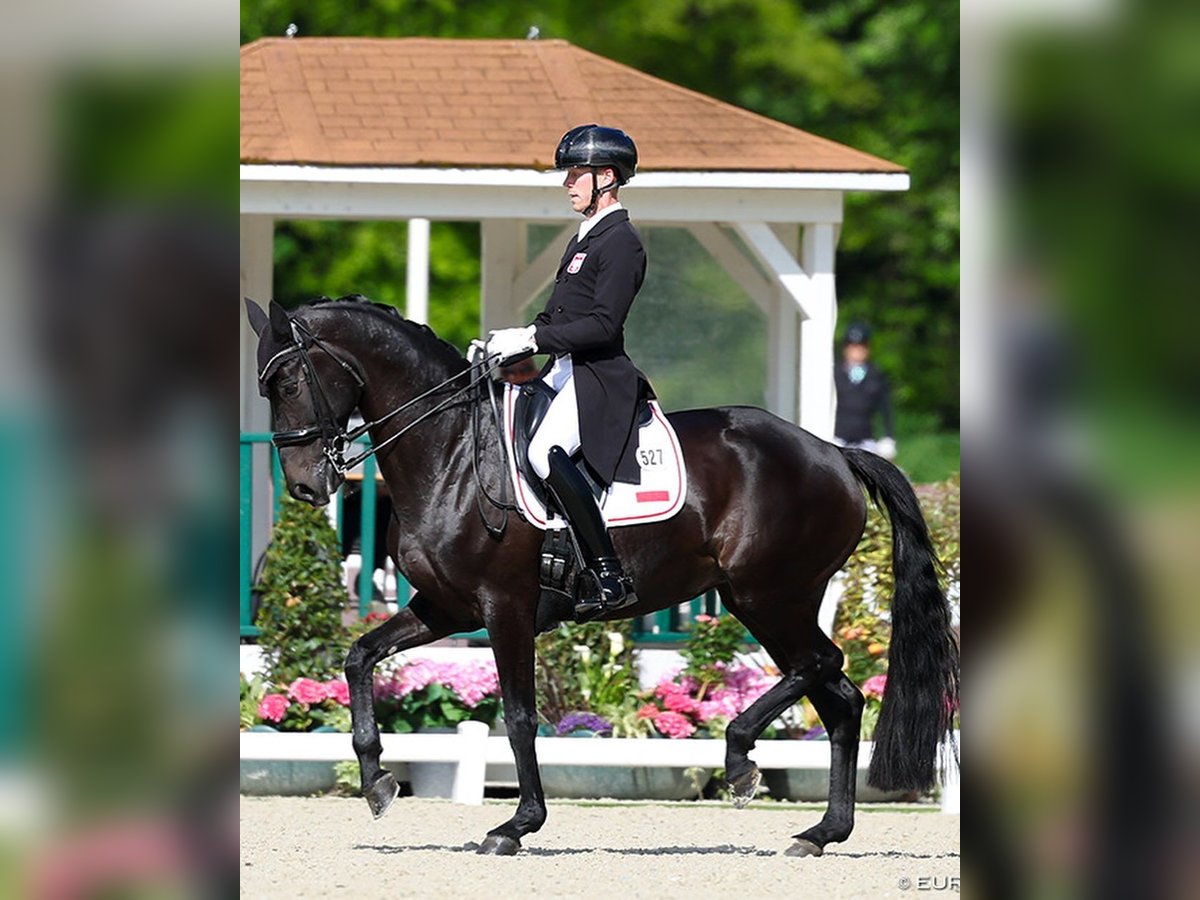 Hanoverian Gelding 10 years 16,3 hh Black in Birkenwerder