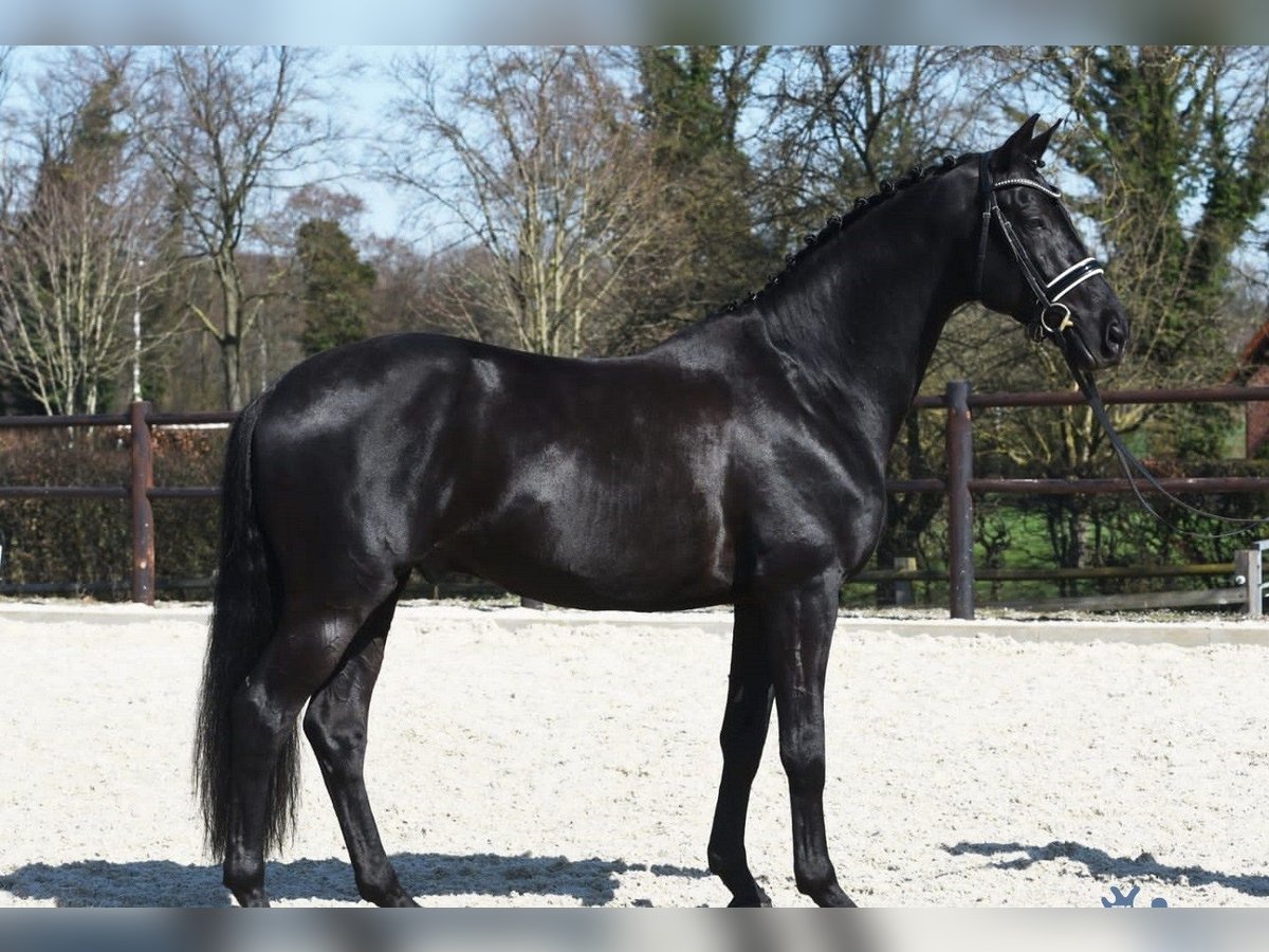 Hanoverian Gelding 10 years 16,3 hh Black in Offenburg