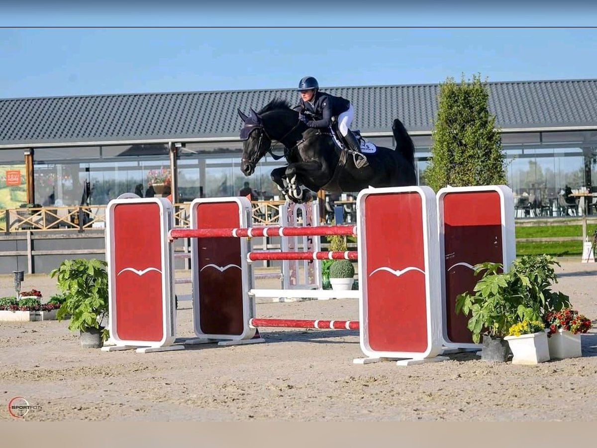 Hanoverian Gelding 10 years 16,3 hh Black in Neuchatel