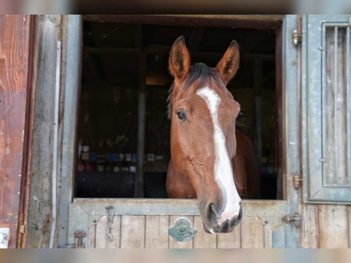 Hanoverian Gelding 10 years 17,1 hh Brown in Bassum