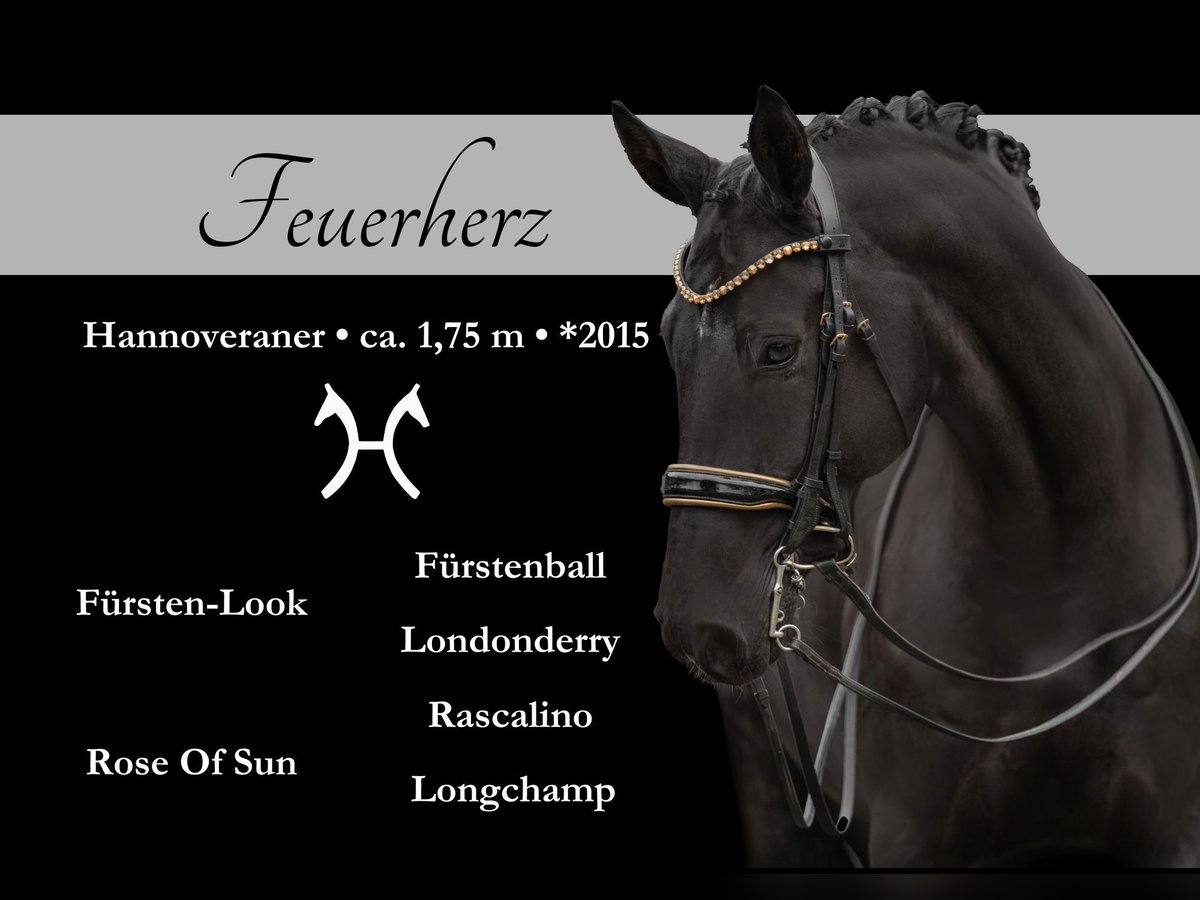 Hanoverian Gelding 10 years 17 hh Black in Wehringen