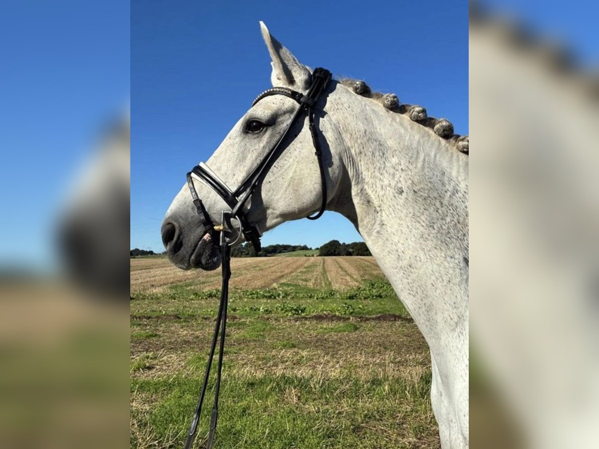 Hanoverian Gelding 10 years 17 hh White in B&#xF8;rkop