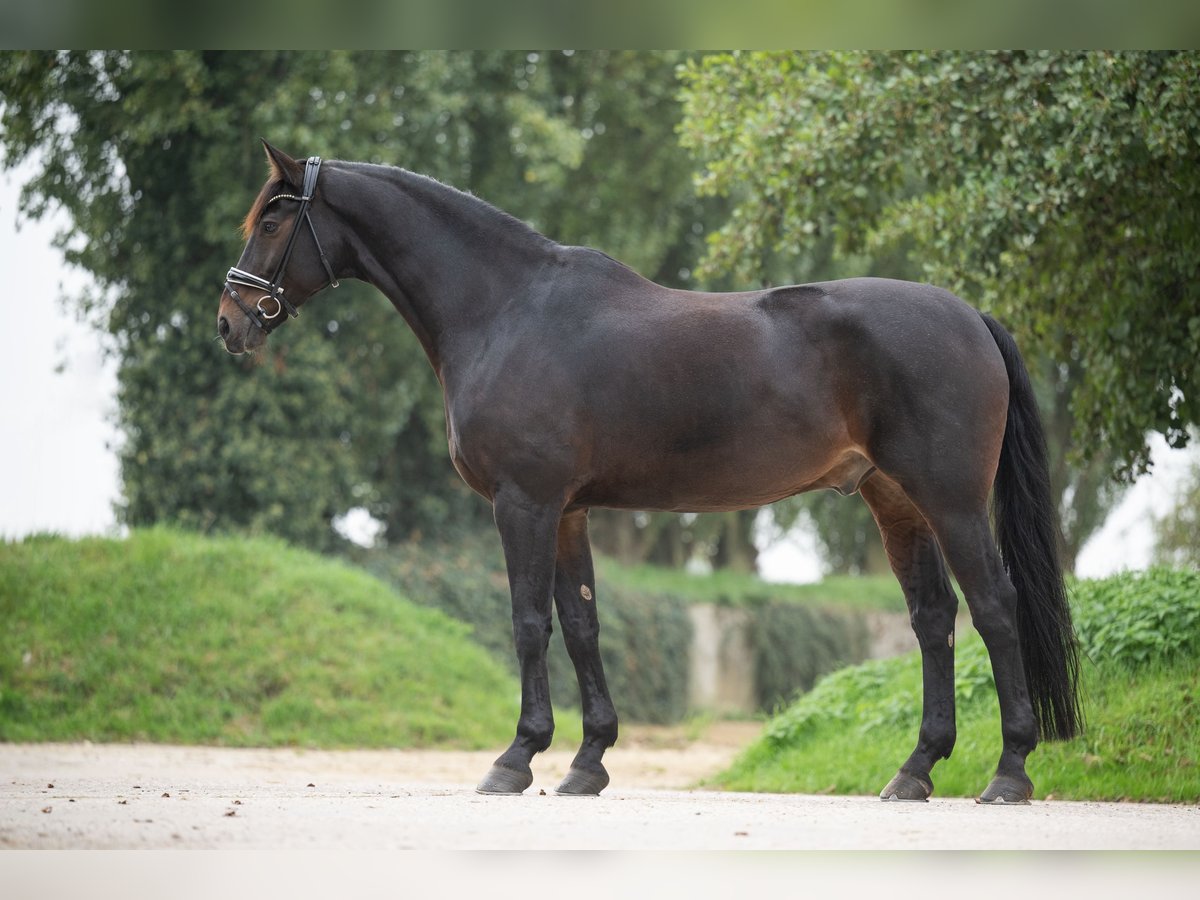 Hanoverian Gelding 10 years 17,1 hh Bay-Dark in Grefrath