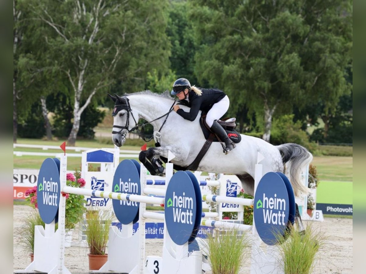 Hanoverian Gelding 10 years 17,1 hh Gray in Zeven