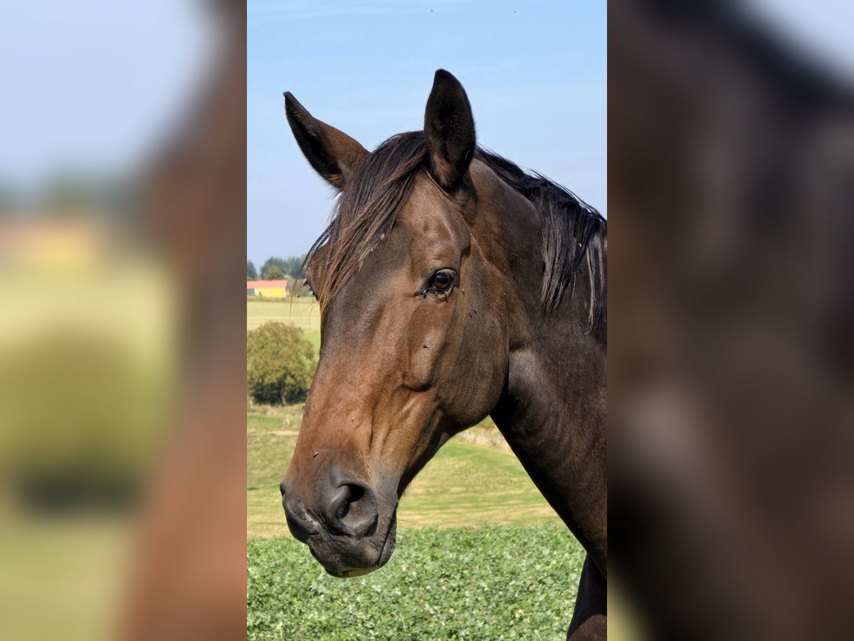 Hanoverian Gelding 10 years 17,2 hh Bay-Dark in Krombach