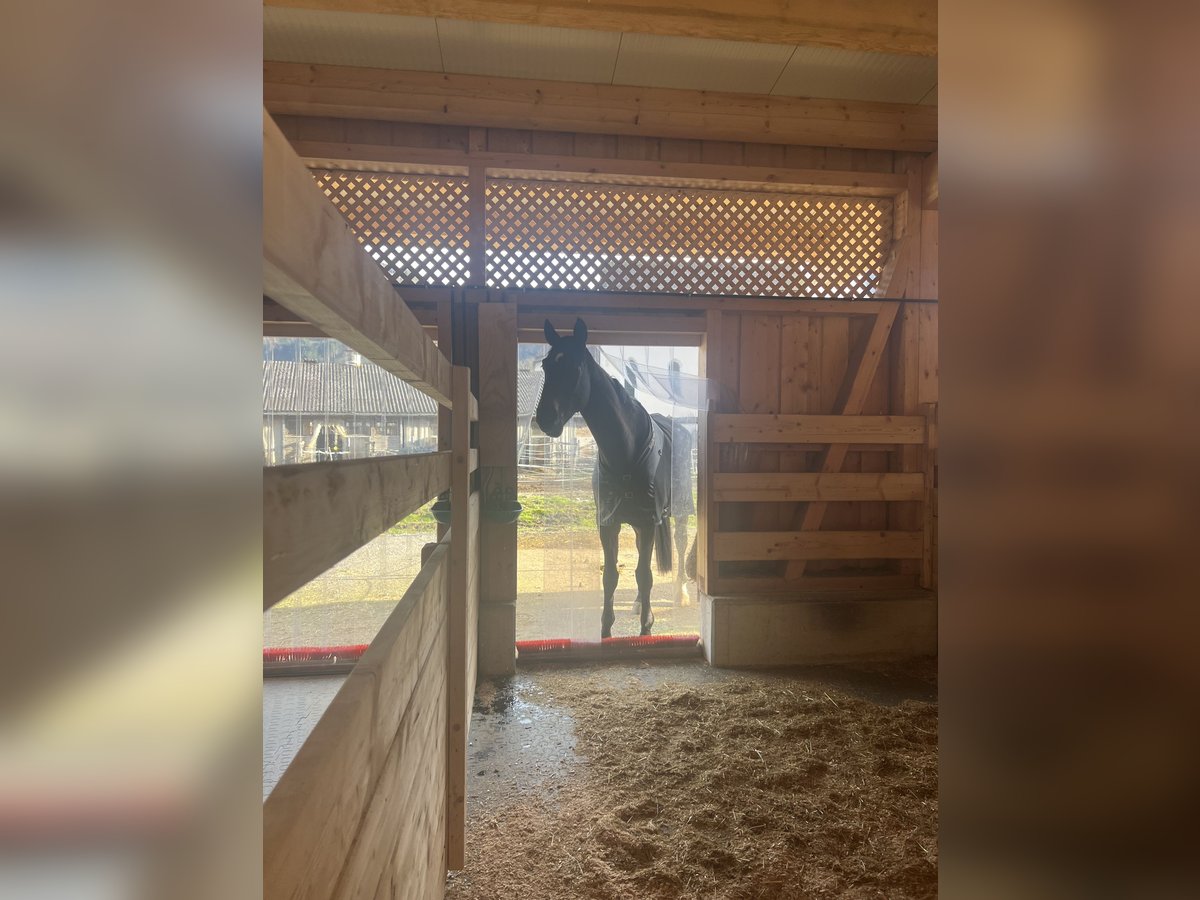 Hanoverian Gelding 10 years 18,1 hh Bay-Dark in Münster Hanoverian Gelding 10 years 18,1 hh Bay-Dark in Münster