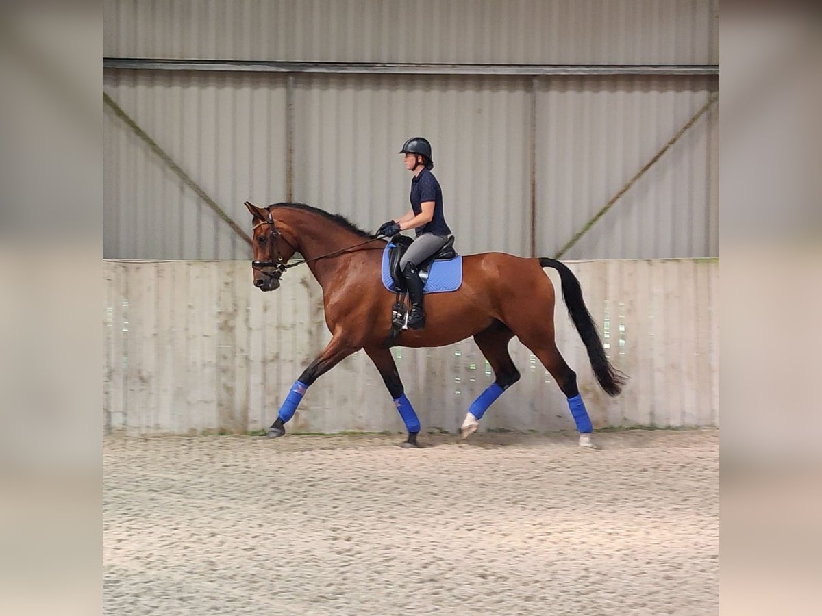 Hanoverian Gelding 10 years Bay in Gillingham