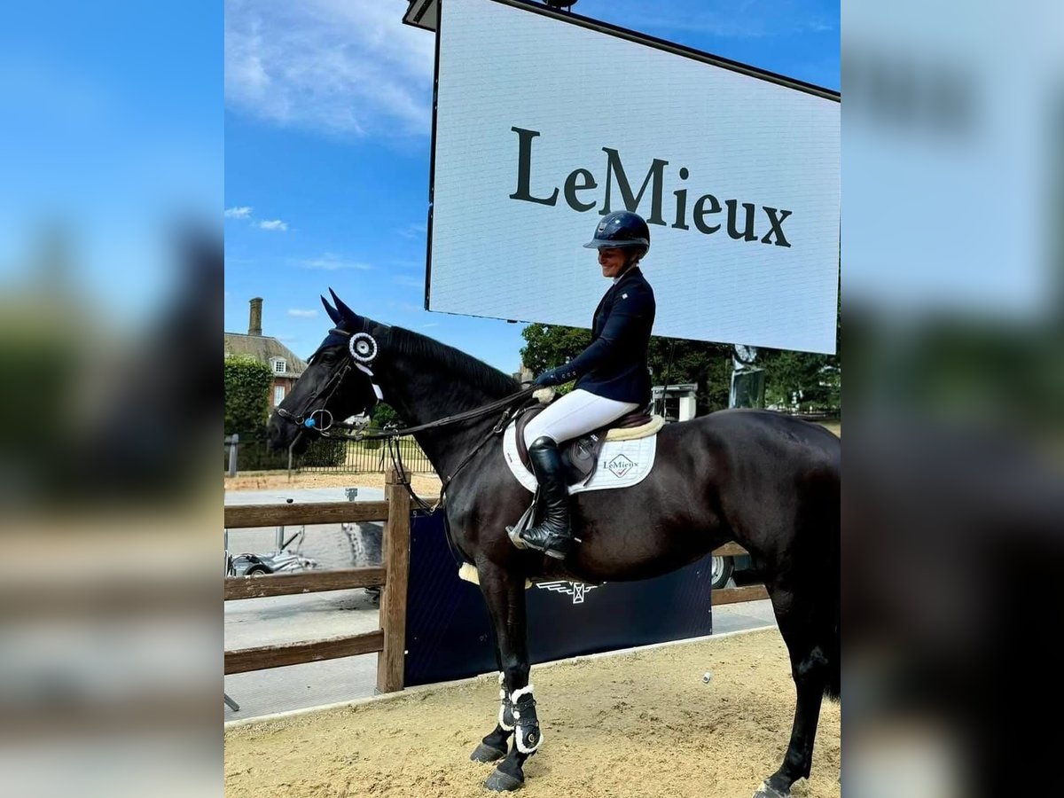 Hanoverian Gelding 10 years Black in Hoorn
