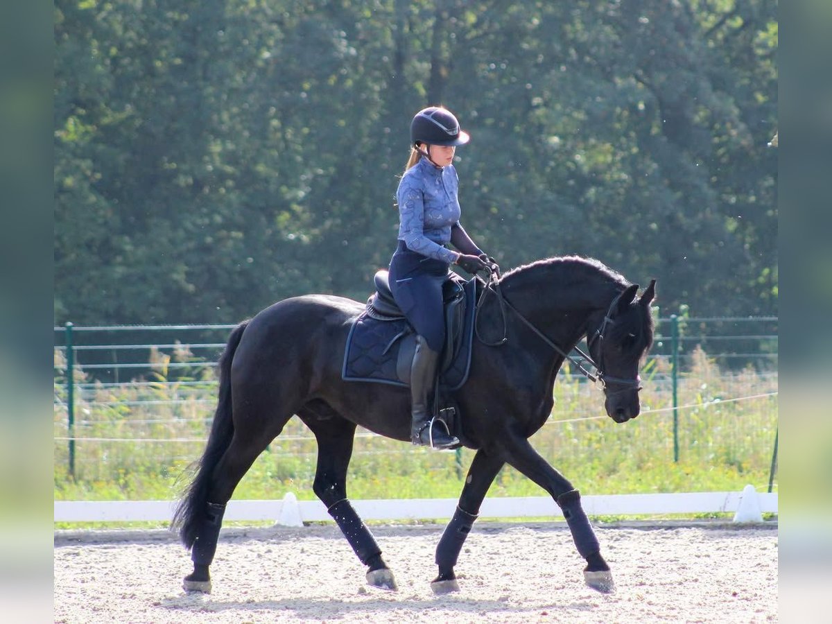 Hanoverian Gelding 10 years Black in Leinfelden-Echterdingen