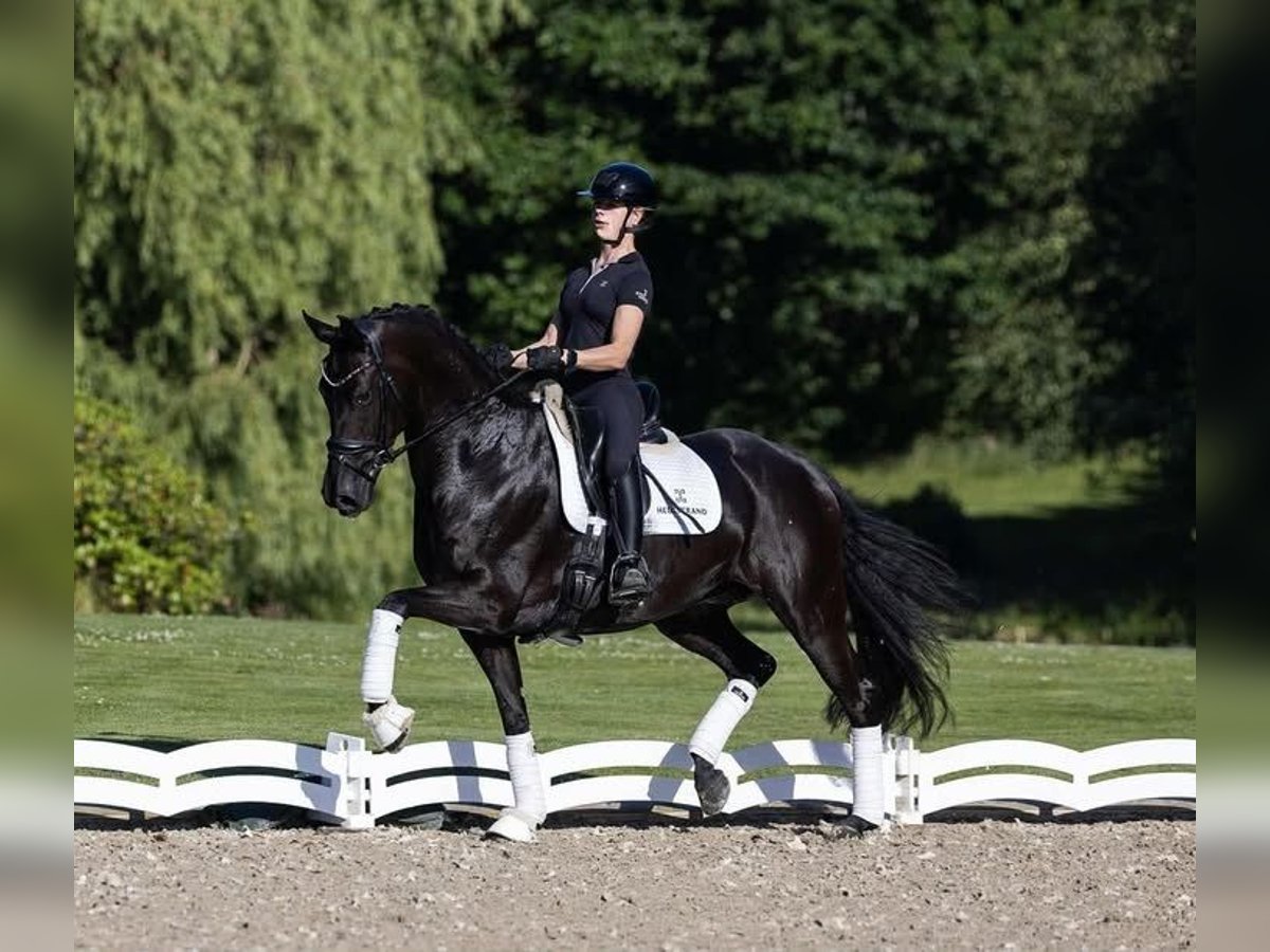 Hanoverian Gelding 10 years Black in Groningen