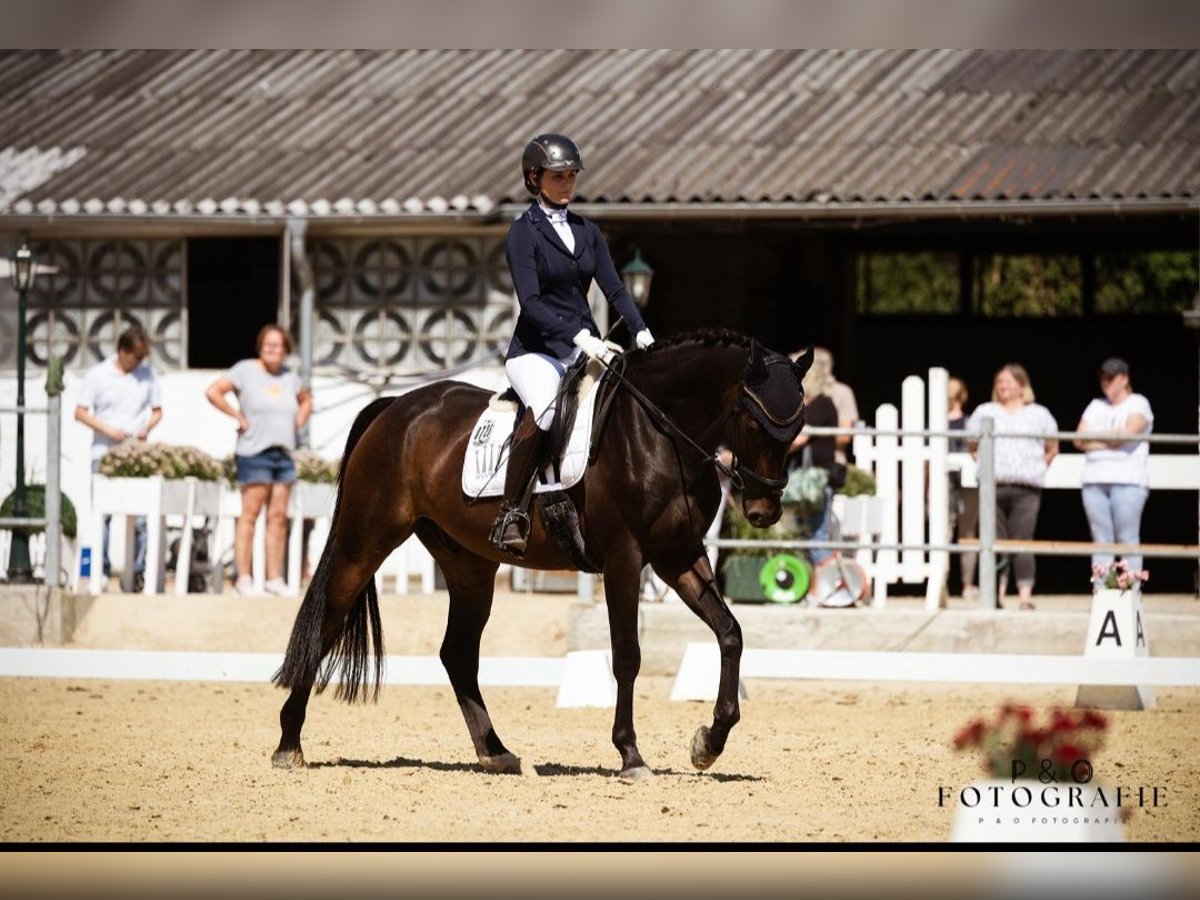 Hanoverian Gelding 10 years Brown in Castrop-Rauxel Hanoverian Gelding 10 years Brown in Castrop-Rauxel
