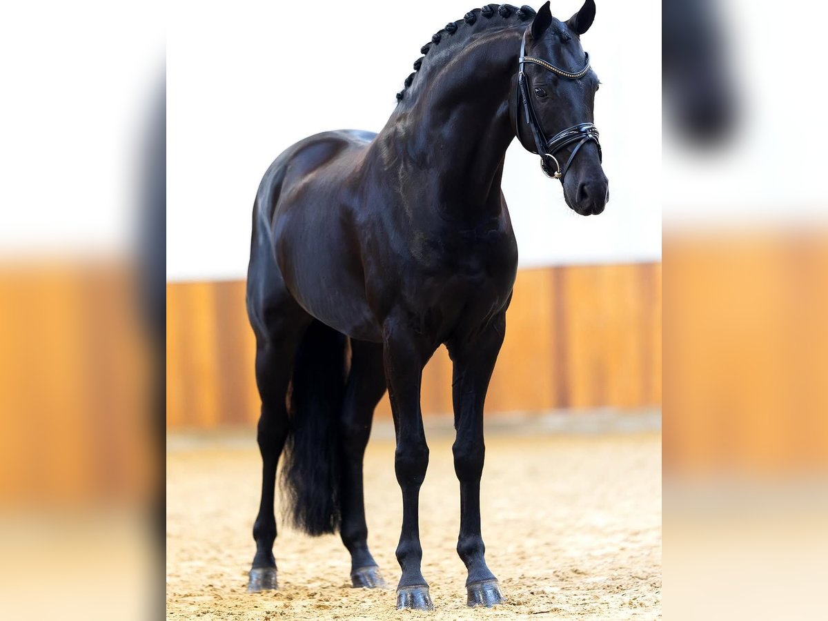 Hanoverian Gelding 10 years in Z&#xFC;rich