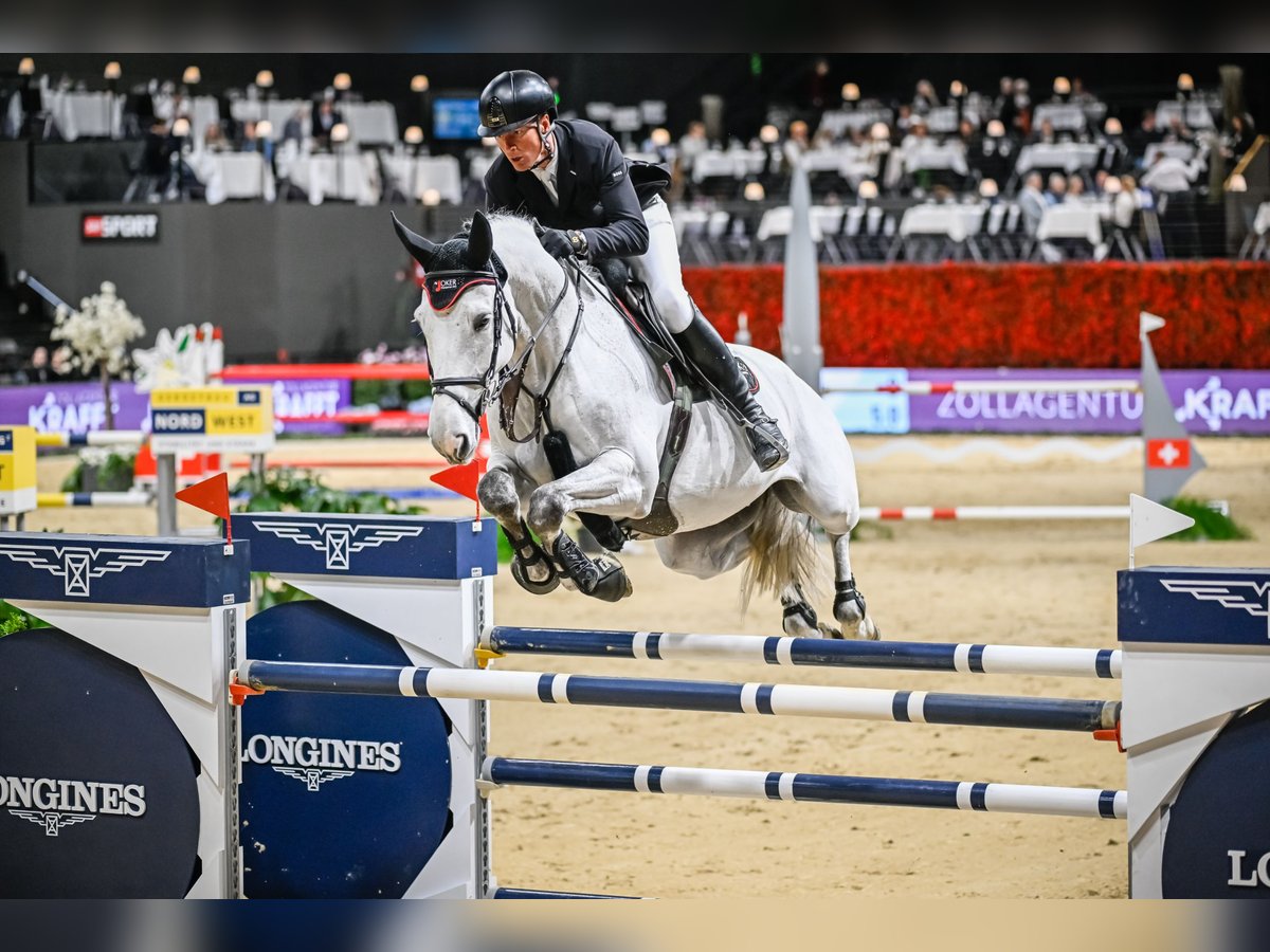 Hanoverian Gelding 10 years Grey in Herrliberg