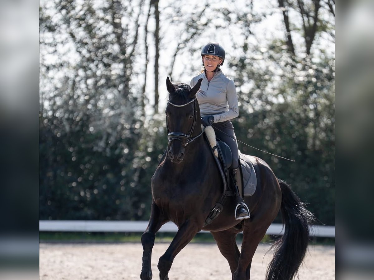 Hanoverian Gelding 10 years in Frankfurt am Main