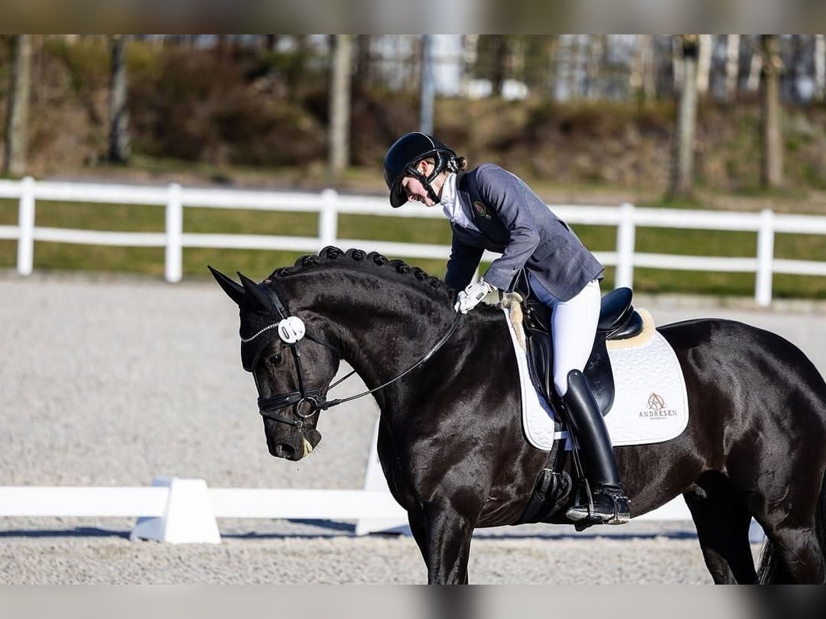 Hanoverian Gelding 10 years Smoky-Black in Chur