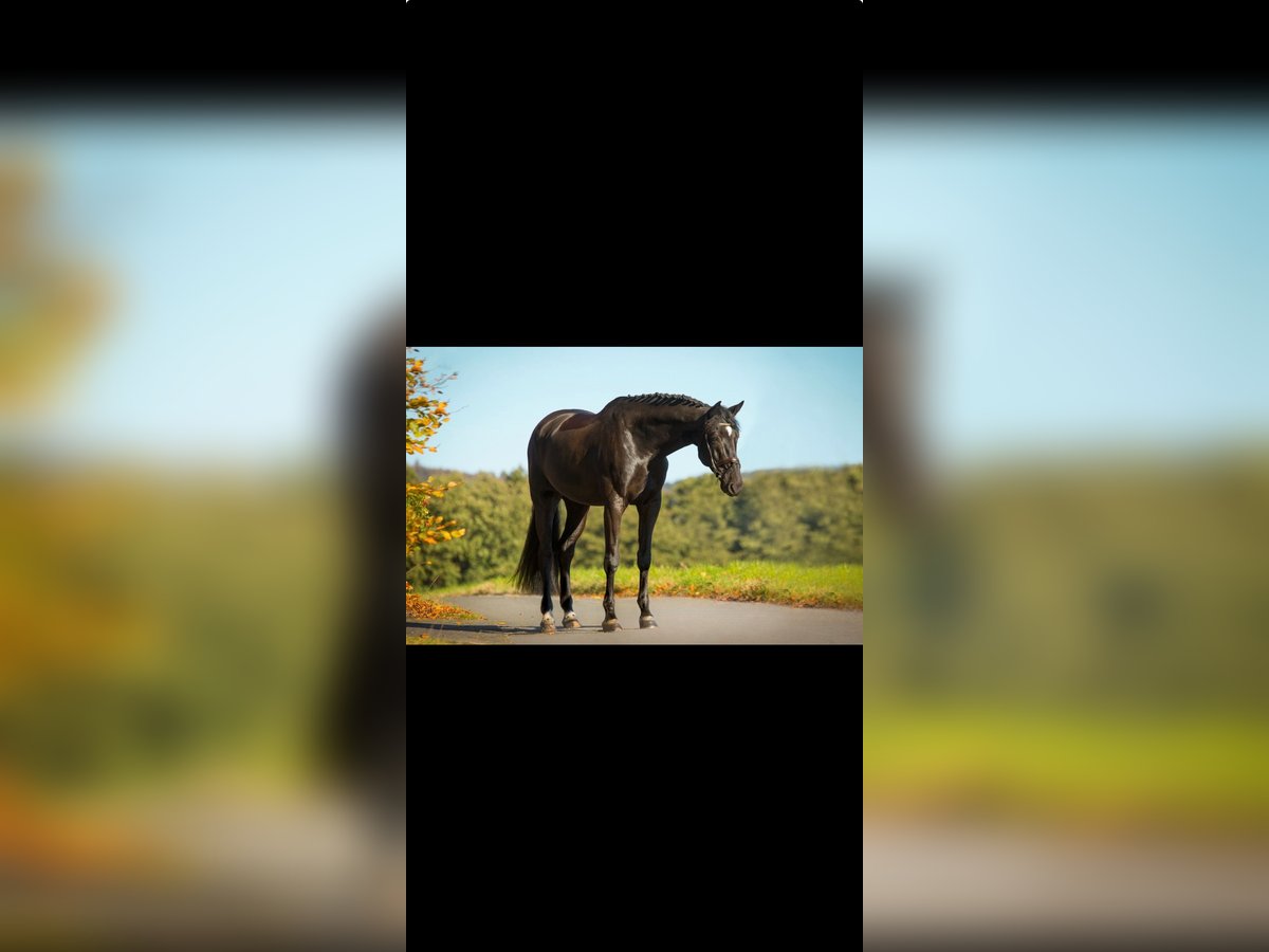 Hanoverian Gelding 11 years 16,2 hh Black in Schenefeld