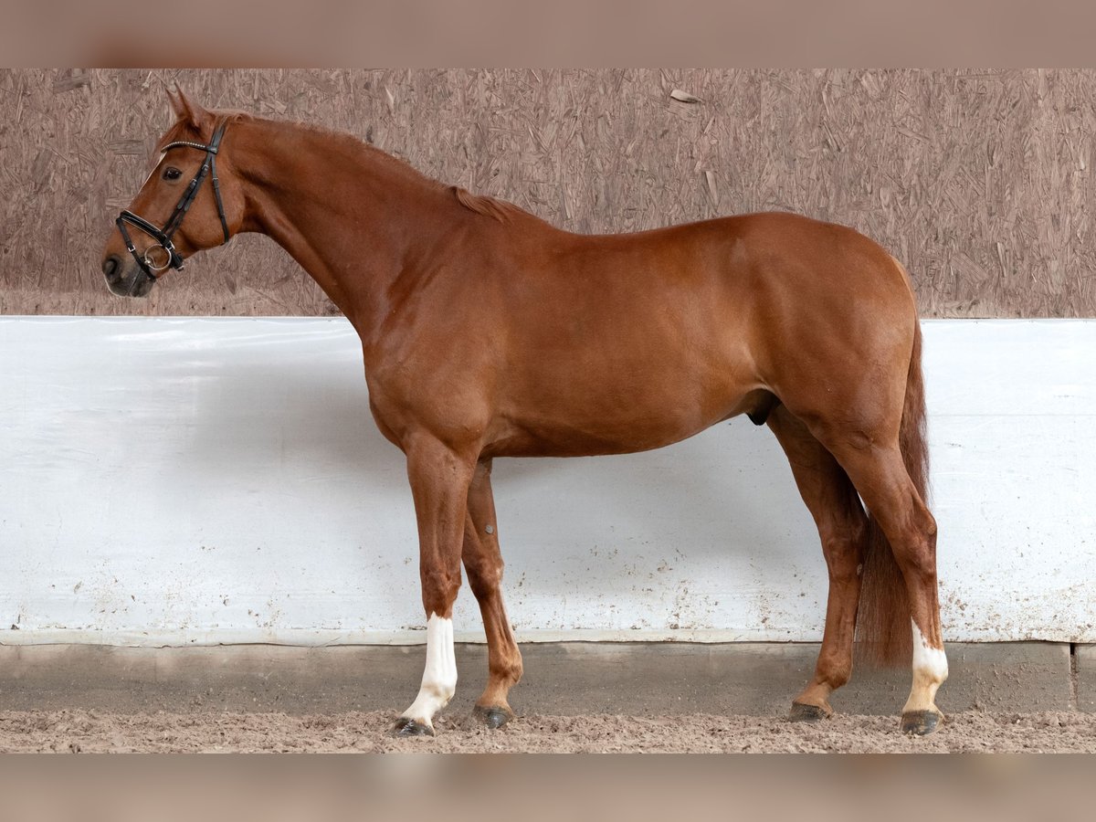 Hanoverian Gelding 11 years 16,2 hh Chestnut-Red in Hawangen