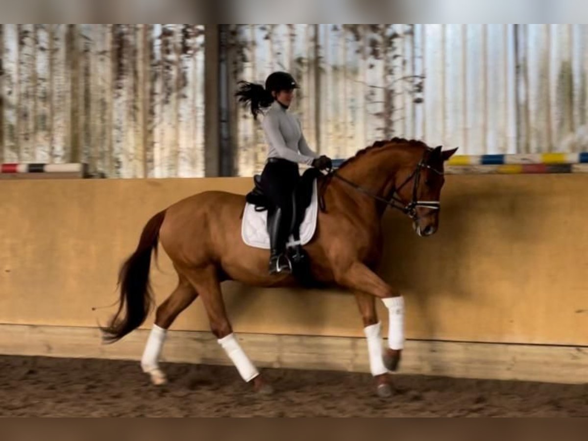 Hanoverian Gelding 11 years 16,2 hh Chestnut-Red in Hattingen