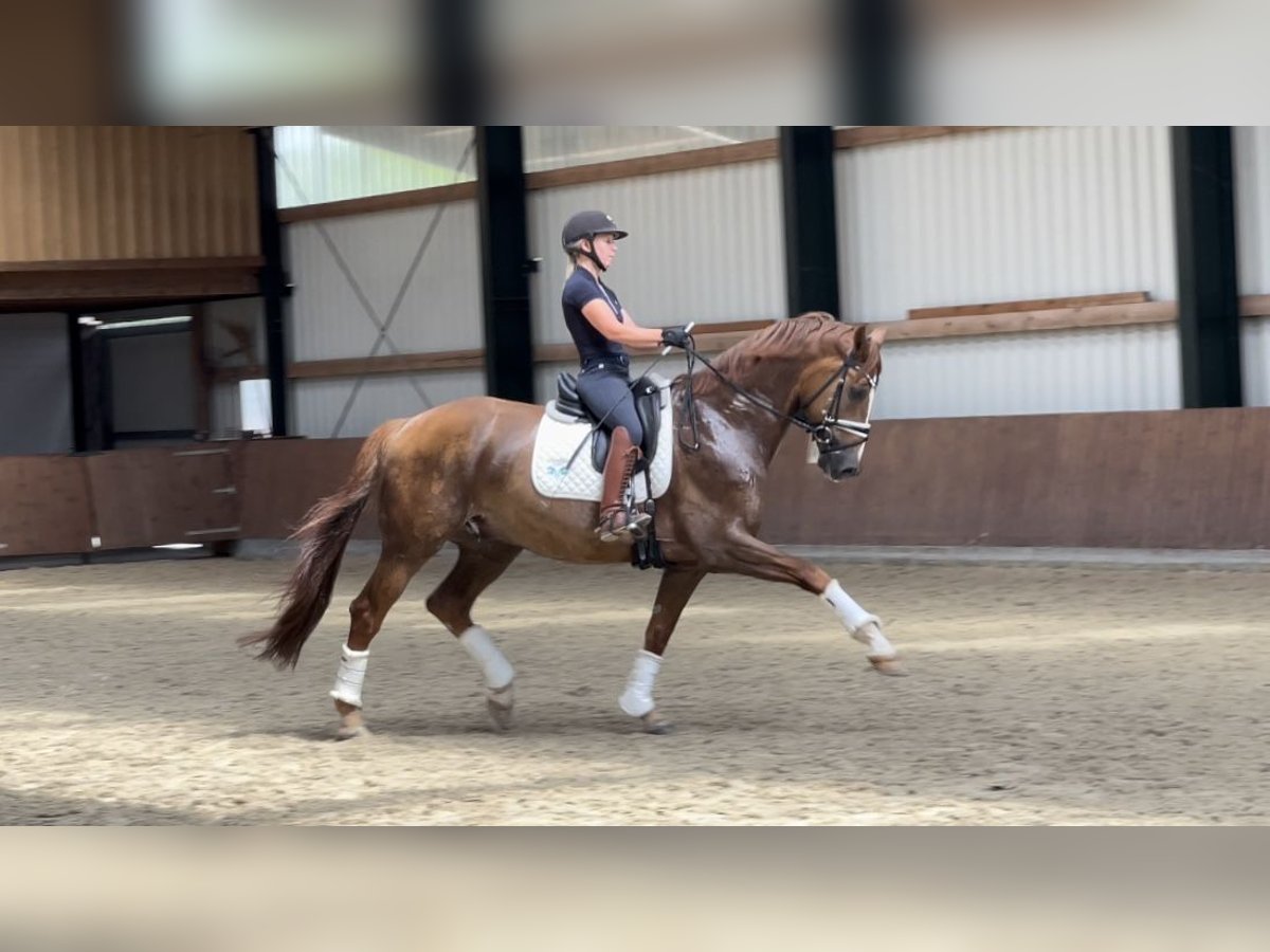 Hanoverian Gelding 11 years 16,3 hh Chestnut-Red in Westerstede