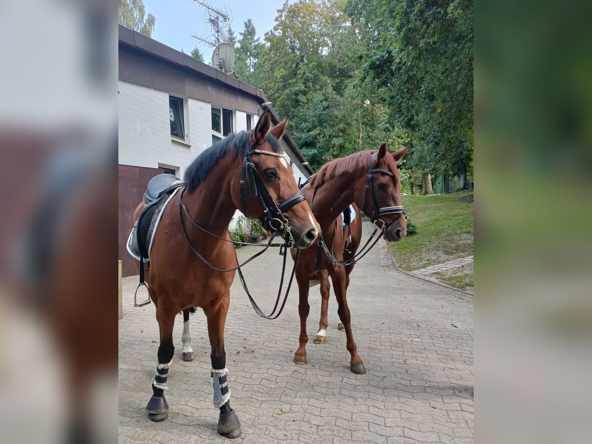 Hanoverian Gelding 11 years 16 hh Brown in Barenburg