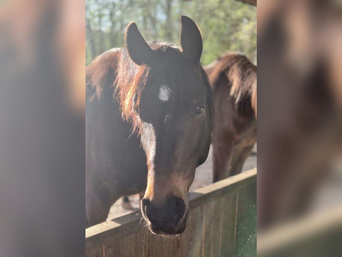 Hanoverian Gelding 11 years 16 hh Brown in Sachsenheim