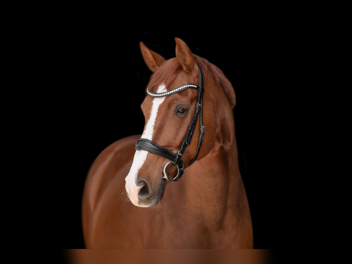 Hanoverian Gelding 11 years 16 hh Chestnut-Red in Nesselwängle