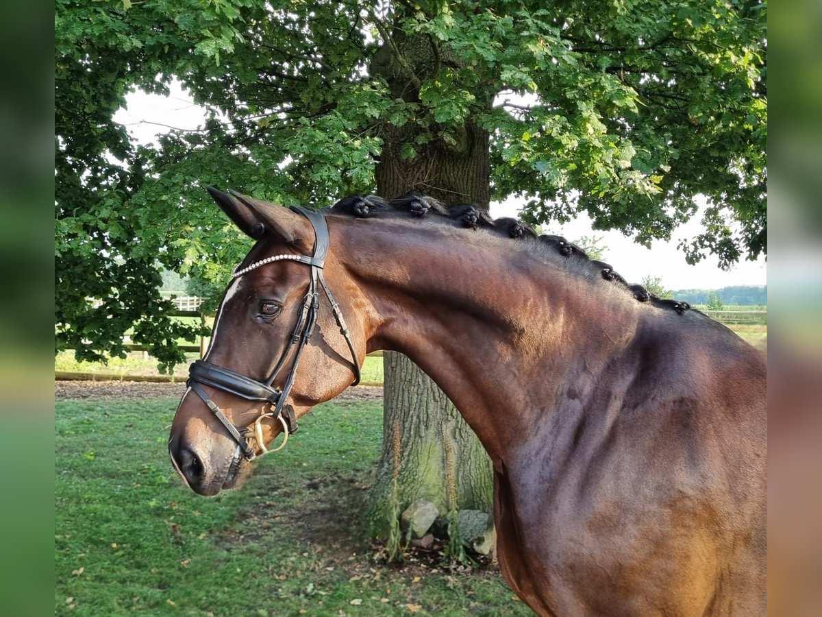 Hanoverian Gelding 11 years 17 hh Bay-Dark in Quakenbr&#xFC;ck