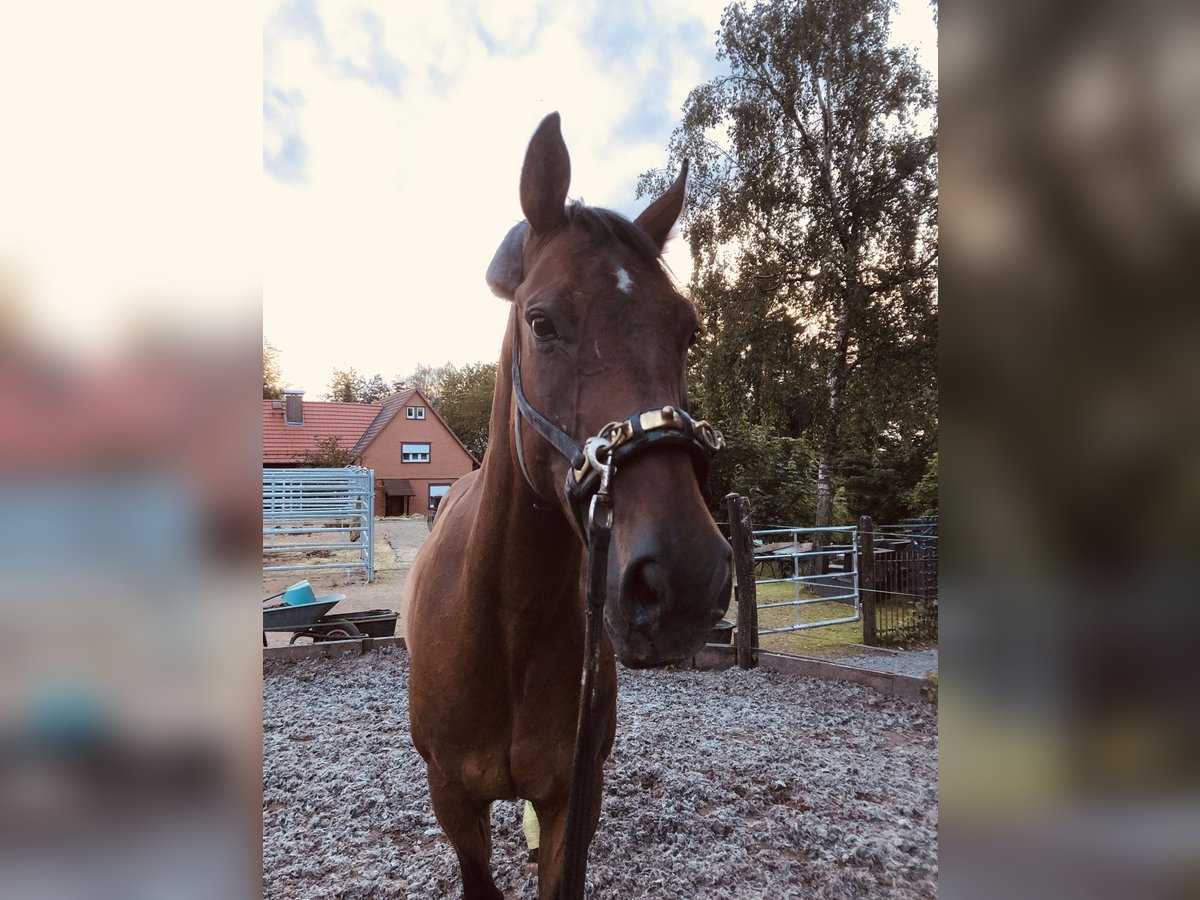 Hanoverian Gelding 11 years 17 hh Bay-Dark in Ulrichstein