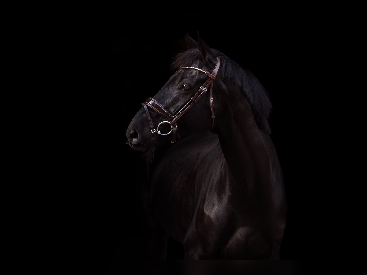 Hanoverian Gelding 11 years 17 hh Black in Kematen in Tirol