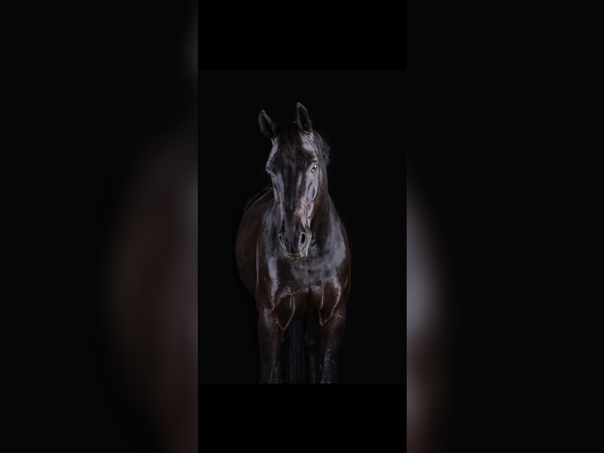 Hanoverian Gelding 11 years 17 hh Black in Erftstadt