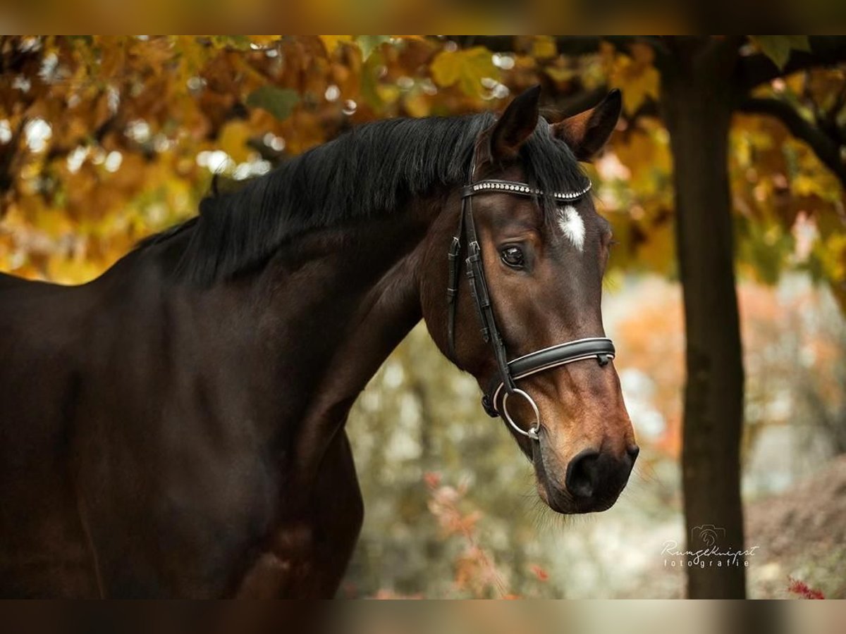 Hanoverian Gelding 11 years 17 hh Brown in Nottuln