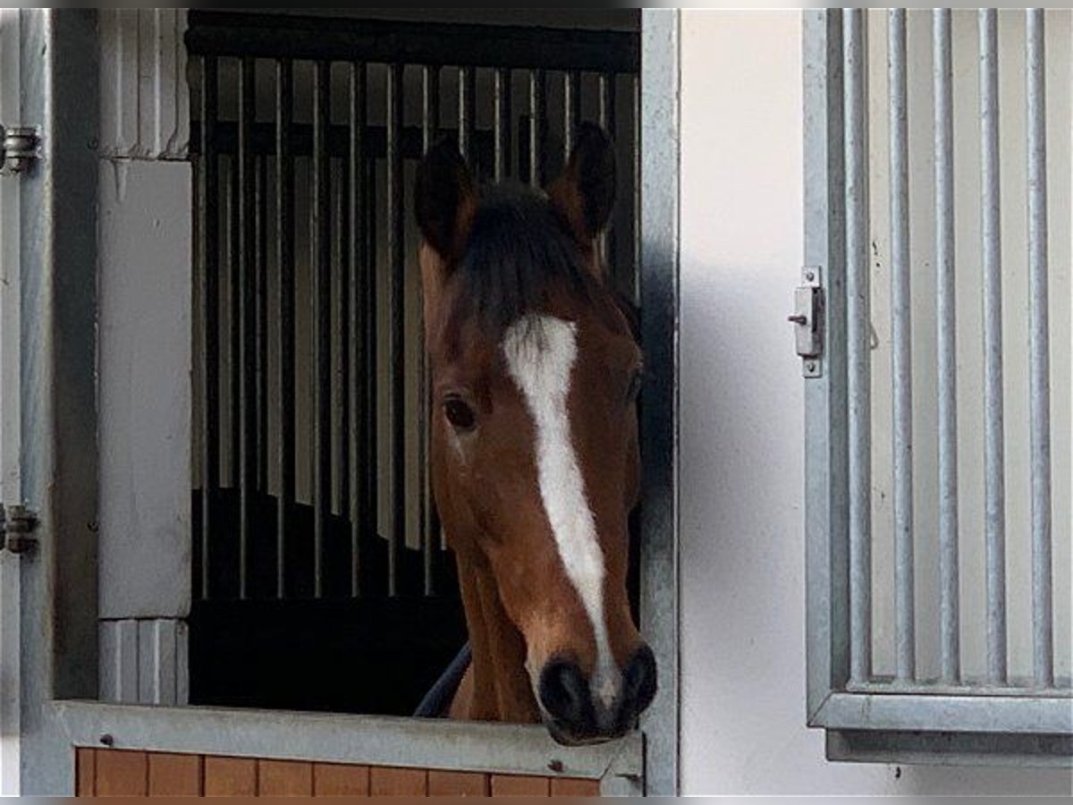 Hanoverian Gelding 11 years 17 hh Brown in Verden (Aller)